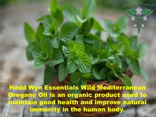 Wild Mediterranean Oregano Oil