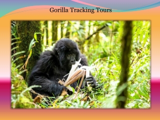 Gorilla tracking tours