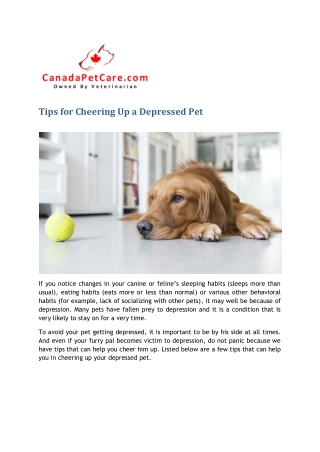 TIPS FOR CHEERING UP A DEPRESSED PET