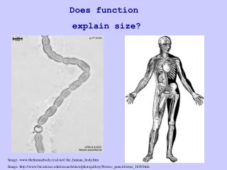 Does function explain size?