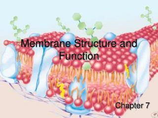 Membrane Structure and Function