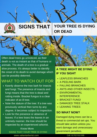 Sign That Your Tree is Dying