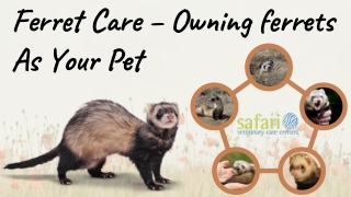 Ferret Care – Owning Ferrets As Your Pet