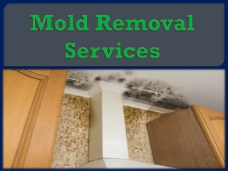 Mold Removal Services