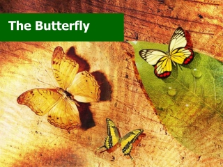 Butterfly