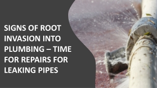 Signs Of Root Invasion Into Plumbing – Time For Repairs For Leaking Pipes