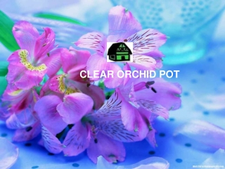 Best Clear orchid pot at low price