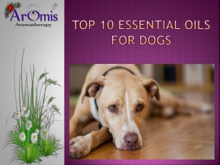 Top 10 Essential Oils For Dogs