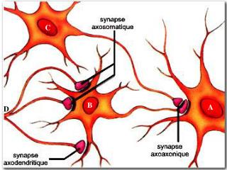 Dendrites Input of information and integration
