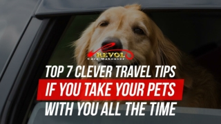 Top 7 Clever Travel Tips If You Take Your Pets With You All The Time