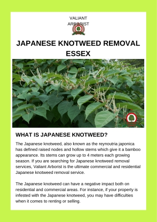 Japanese Knotweed Removal Essex