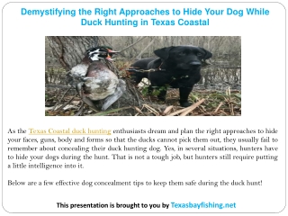 Demystifying the Right Approaches to Hide Your Dog While Duck Hunting in Texas Coastal