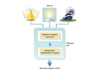 Receptors Act as Transducers