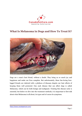 What Is Melanoma in Dogs and How To Treat It?