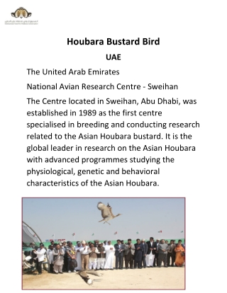 Houbara Bustard Bird - Houbarafund