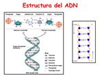 Estructura del ADN