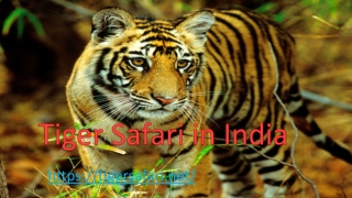 Tiger safari in India