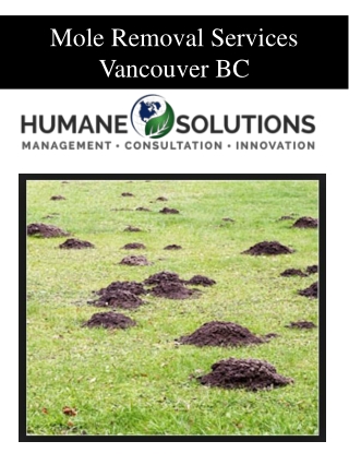 Mole Removal Services Vancouver BC