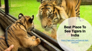 Best Place To See Tigers In India