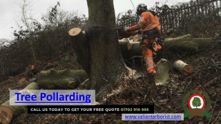 Tree Pollarding Service provided by Valiant Arborist