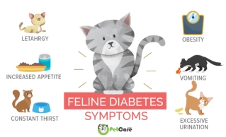 Diabetes in Cats infographic