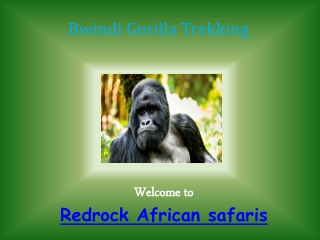 Bwindi Gorilla Trekking