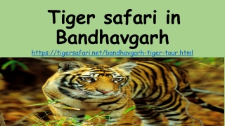 Tiger safari in Bandhavgarh