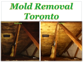 Mold Removal Toronto