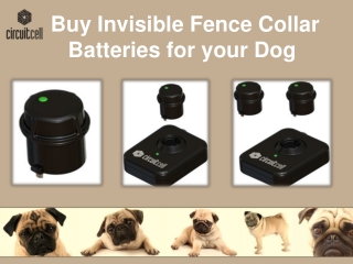 Buy Invisible Fence Collar Batteries for your Dog