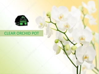 Buy Clear Orchid Pots for Healthier Plants