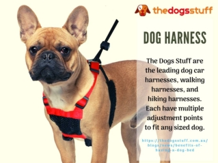 Dog Harness