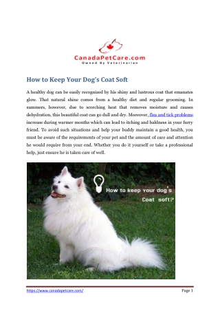 How to Keep Your Dog's Coat Soft
