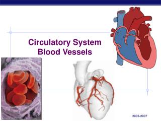 Circulatory System Blood Vessels