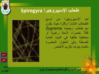 طحلب الإسبيروجيرا Spirogyra