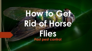 How to Get Rid of Horse Flies