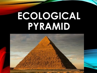 Ecological Pyramid | CBSE | HINDI