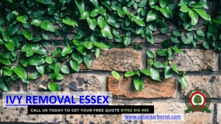 Ivy Removal & Trimming Essex