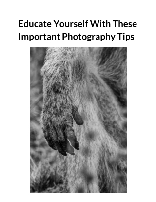 Educate Yourself With These  Important Photography Tips