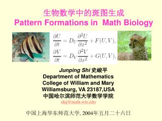 生物数学中的斑图生成 Pattern Formations in Math Biology