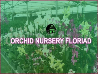 Welcome to visit Best Orchid Nursery Florida