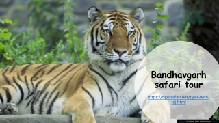 Bandhavgarh safari tour