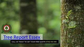 Tree Report Service in Essex