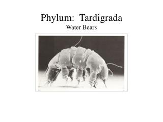 Phylum: Tardigrada Water Bears