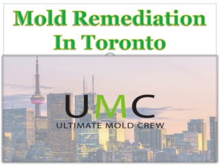 Mold Remediation In Toronto