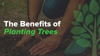 Benefits Of Planting Trees