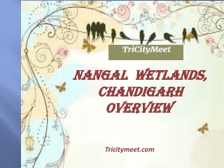 Nangal Wetlands, Chandigarh Overview | tricitymeet.com