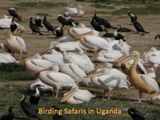 Birding Safaris in Uganda