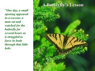 A Butterfly’s Lesson