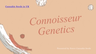 Connoisseur Genetics Cannabis Seeds | Online Cannabis Store