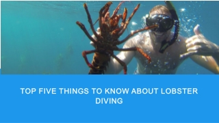 Top five things to know about lobster diving